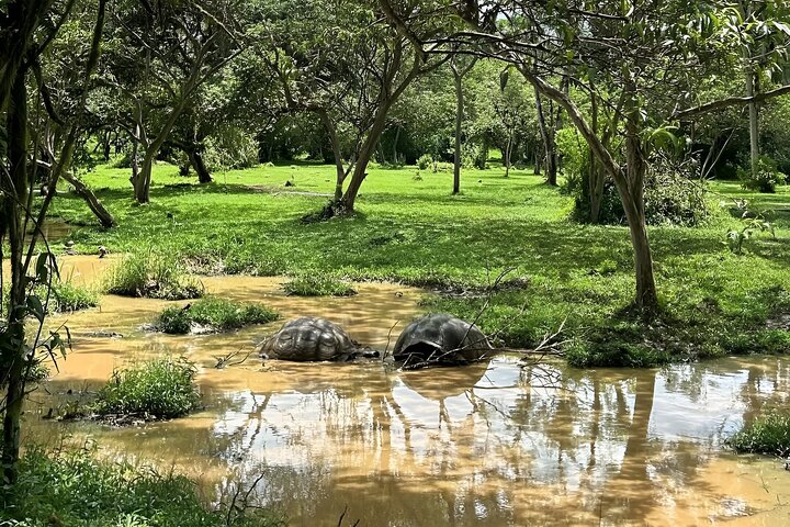 Hele dag Santa Cruz Ranch en Lava Tunnels Tour van Bahia