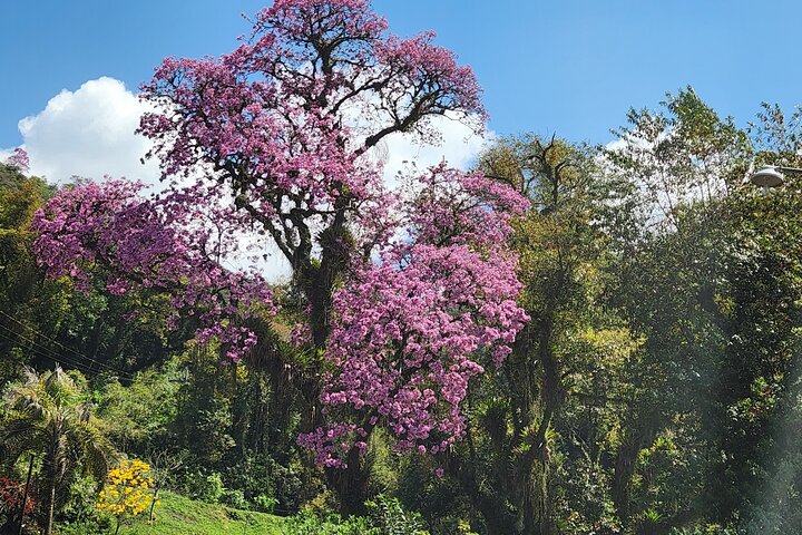 Descubra as incríveis paisagens, história e gastronomia de Tucumán