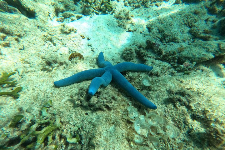North Okinawa : Privékajak & snorkelavontuur