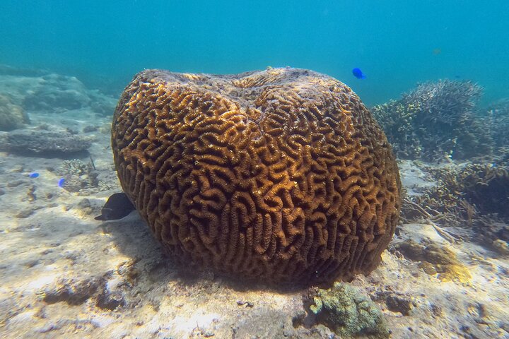 North Okinawa : Privékajak & snorkelavontuur
