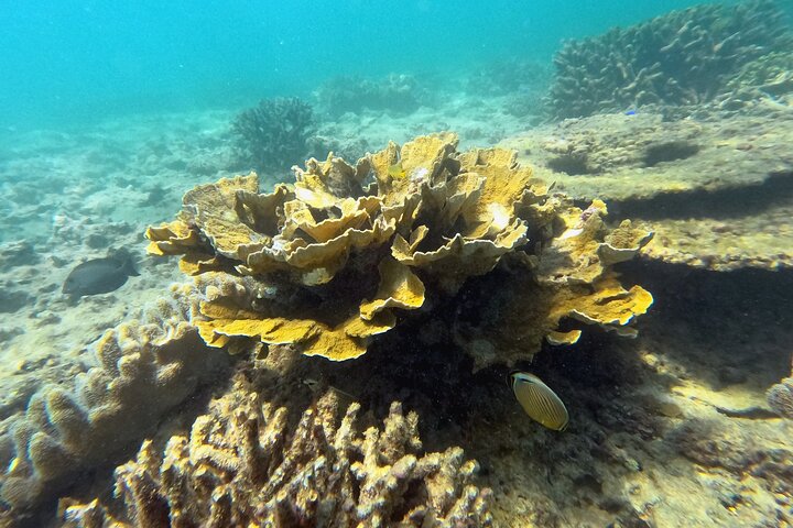North Okinawa : Privékajak & snorkelavontuur