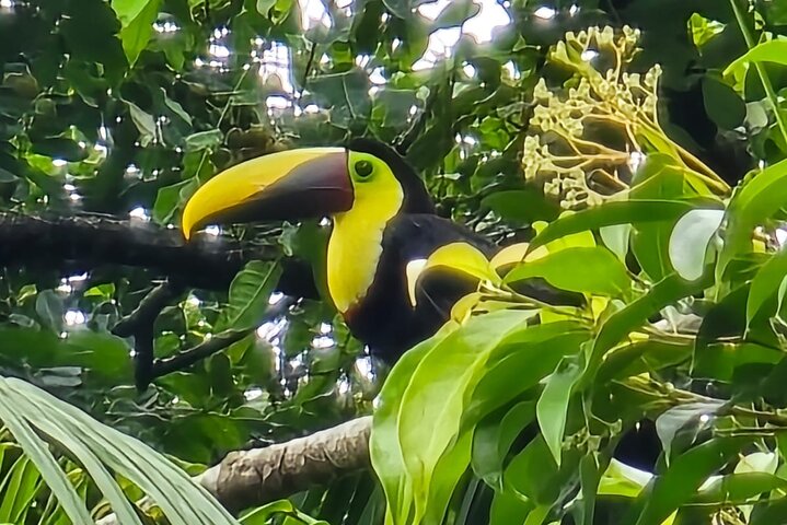 Tortuguero kajakk-eventyr