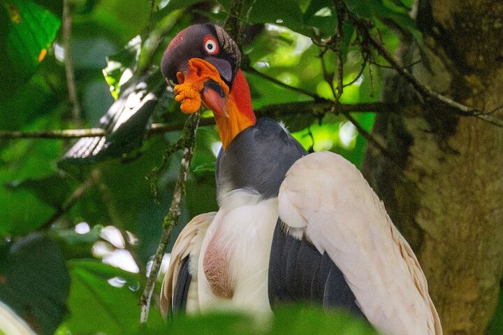 Tortuguero kajakk-eventyr