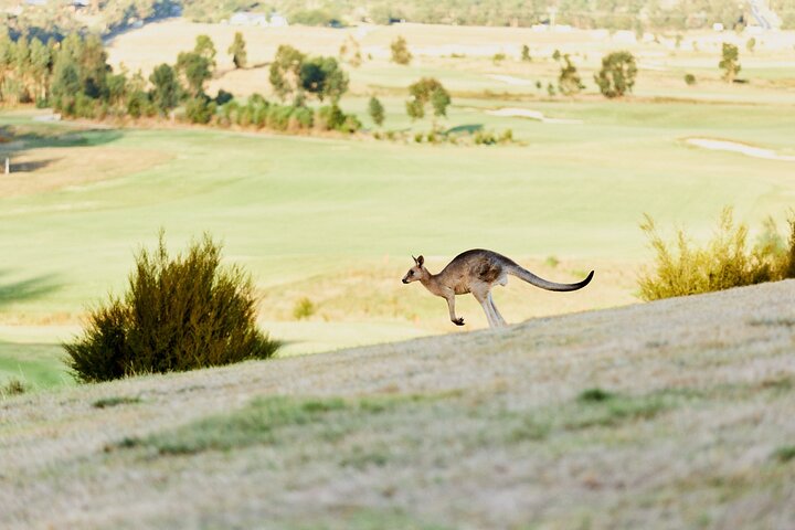 Yarra Valley: Tour en grupo pequeño de comida y vino desde Melbourne