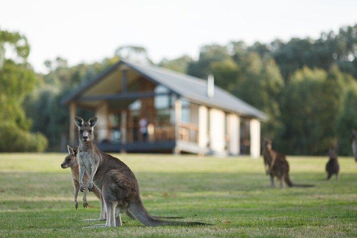 Yarra Valley: Tour en grupo pequeño de comida y vino desde Melbourne
