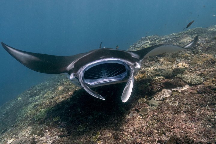 Départ de Nusa Penida, Snorkeling Manta Rays & West Side Land Tour