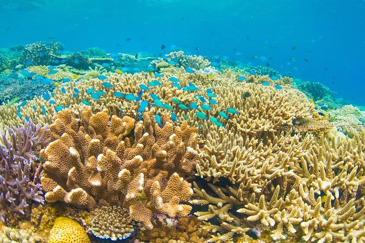 Départ de Nusa Penida, Snorkeling Manta Rays & West Side Land Tour