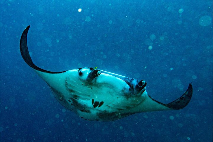 Départ de Nusa Penida, Snorkeling Manta Rays & West Side Land Tour