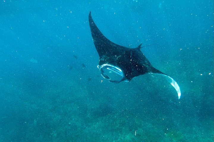 Départ de Nusa Penida, Snorkeling Manta Rays & West Side Land Tour