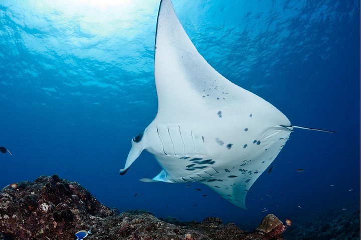 Départ de Nusa Penida, Snorkeling Manta Rays & West Side Land Tour