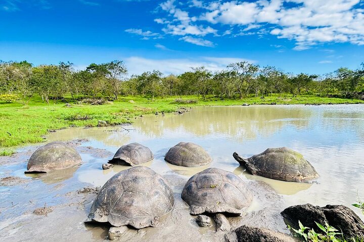 Santa Cruz & Isabela e Ilhota Tintoreras, Jóias das Galápagos 5D/4N