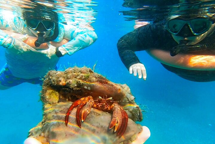 Guided Snorkel Tour Phil Foster Park (Høy tidevann)