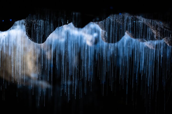 Auckland naar Waitomo Glowworms, Kiwi House & Blue Springs dagtour