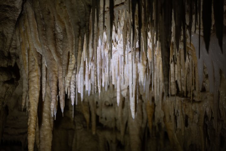 Auckland naar Waitomo Glowworms, Kiwi House & Blue Springs dagtour