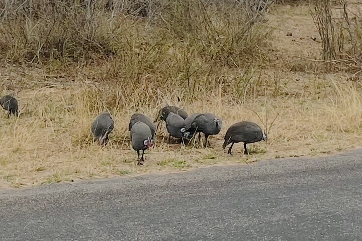 Kruger National Park Morning Safari Experience (minimaal 2 personen)