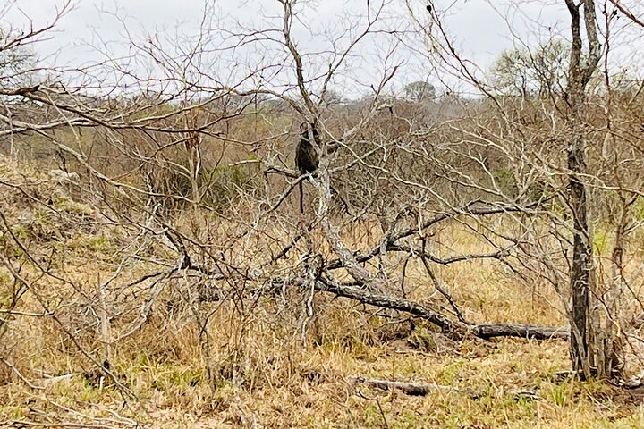 Kruger National Park Morning Safari Experience (minimaal 2 personen)
