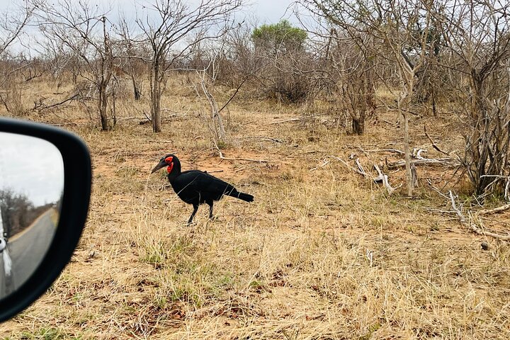 Kruger National Park Morning Safari Experience (minimaal 2 personen)