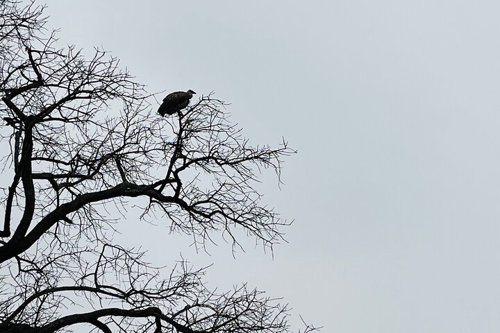 Kruger National Park Morning Safari Experience (minimaal 2 personen)