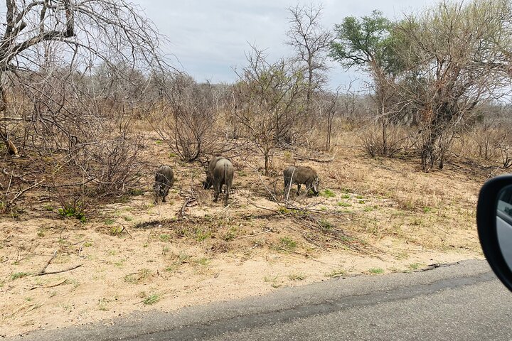 Kruger National Park Morning Safari Experience (minimaal 2 personen)