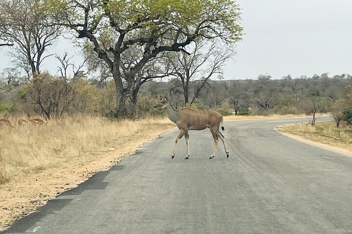 Kruger National Park Morning Safari Experience (minimaal 2 personen)