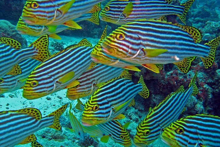 Maldives: Swim with Stingrays & Explore 3 Unique Snorkeling Sites