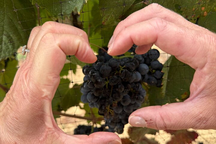 Privat Deluxe vinresa till Valle de Guadalupe med lyxfordon