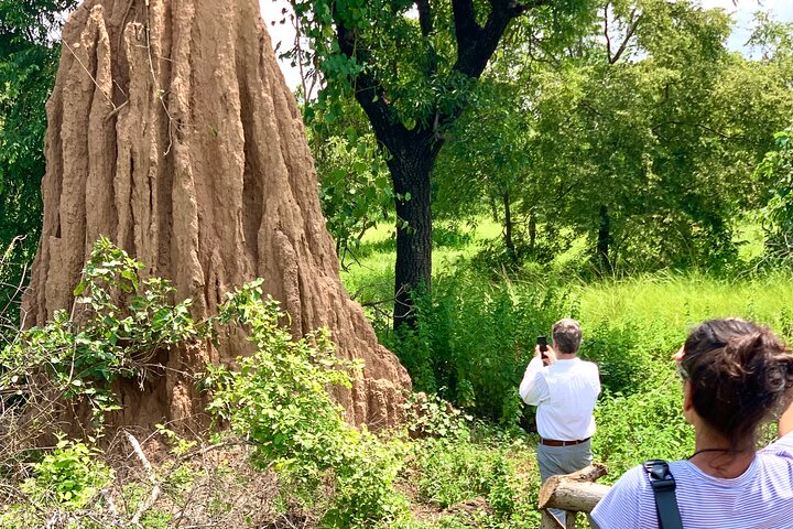 3 dage eksklusiv Naaya Safari til Mole National Park