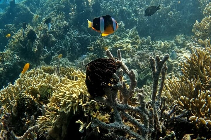 Tour privado de snorkel – Gili Kondo, Gili Bidara y Gili Kapal