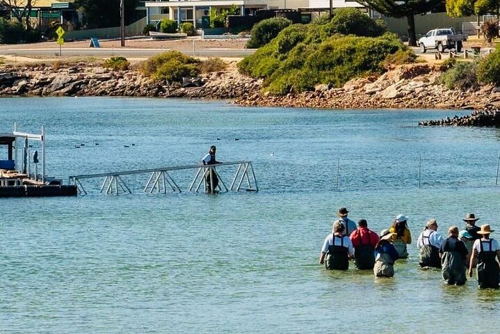 Tour di Oyster Farm con prelievo dall'hotel e ritorno da Port Lincoln