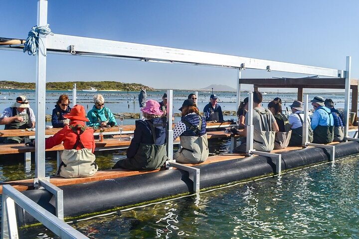 Tour di Oyster Farm con prelievo dall'hotel e ritorno da Port Lincoln