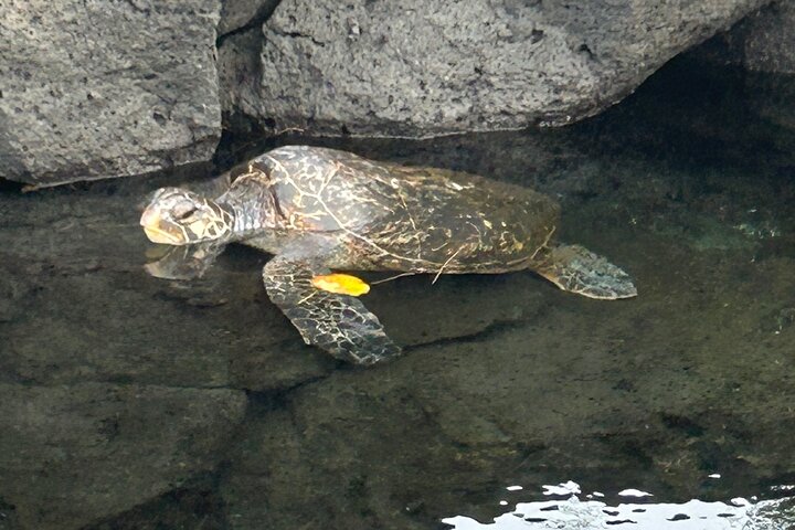 Big Island Scenic Tour : Vulkaan Hilo Town Waterval Strand & Lunch