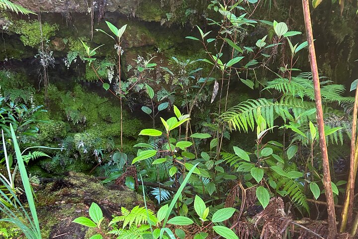 Big Island Scenic Tour : Vulkaan Hilo Town Waterval Strand & Lunch
