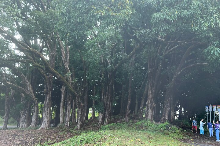 Big Island Scenic Tour : Vulkaan Hilo Town Waterval Strand & Lunch