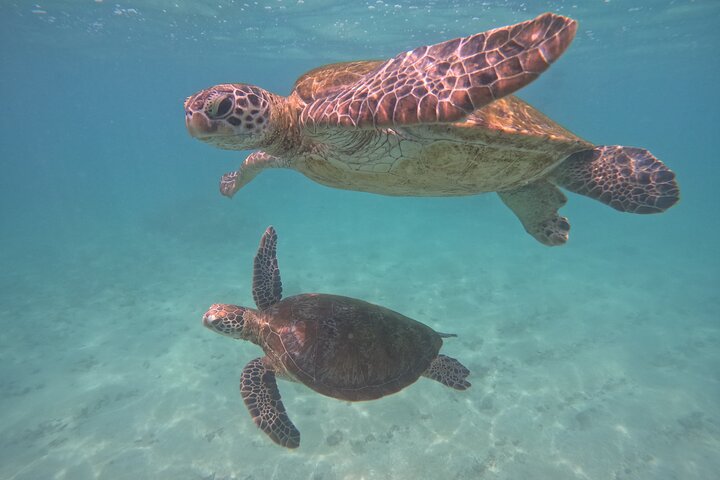 Hikkaduwa Oförglömlig Snorkling upplevelse