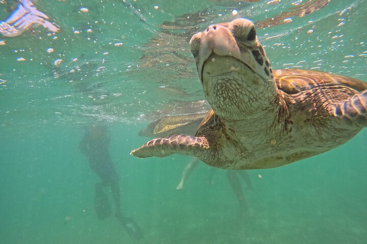 Hikkaduwa Oförglömlig Snorkling upplevelse