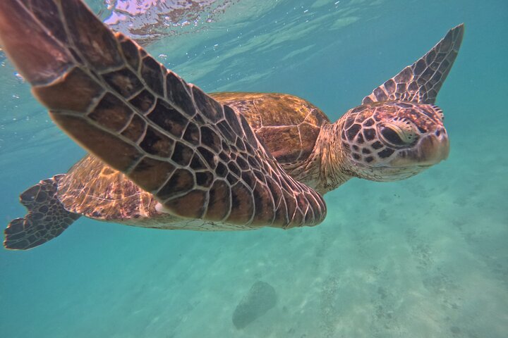 Hikkaduwa Oförglömlig Snorkling upplevelse