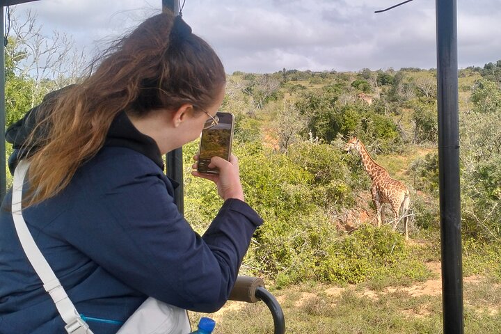 2 Tage Addo Elephant und Schotia Safari ab Port Elizabeth