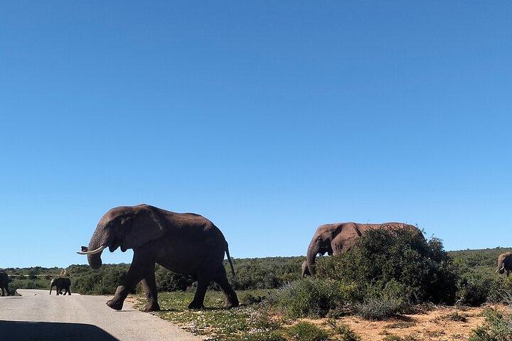 2 Tage Addo Elephant und Schotia Safari ab Port Elizabeth