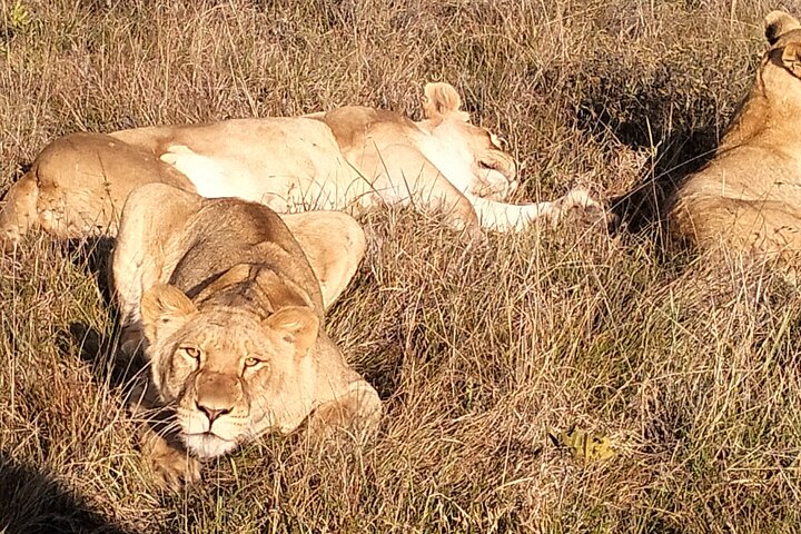 2 Tage Addo Elephant und Schotia Safari ab Port Elizabeth