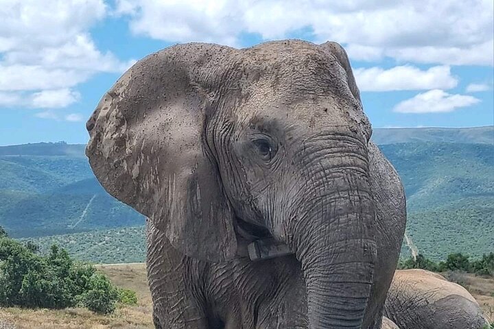 2 Tage Addo Elephant und Schotia Safari ab Port Elizabeth