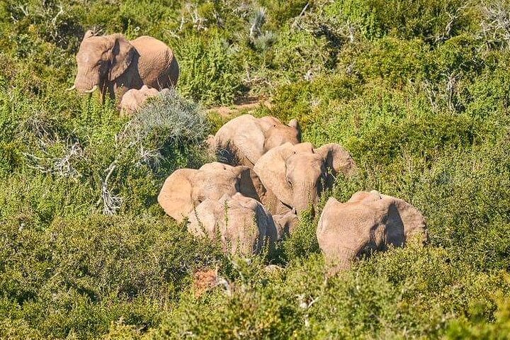2 Tage Addo Elephant und Schotia Safari ab Port Elizabeth