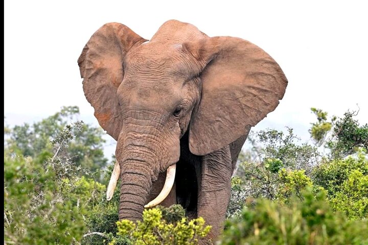 2 Tage Addo Elephant und Schotia Safari ab Port Elizabeth