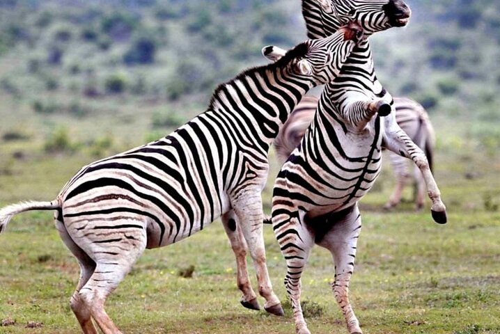 2 Tage Addo Elephant und Schotia Safari ab Port Elizabeth