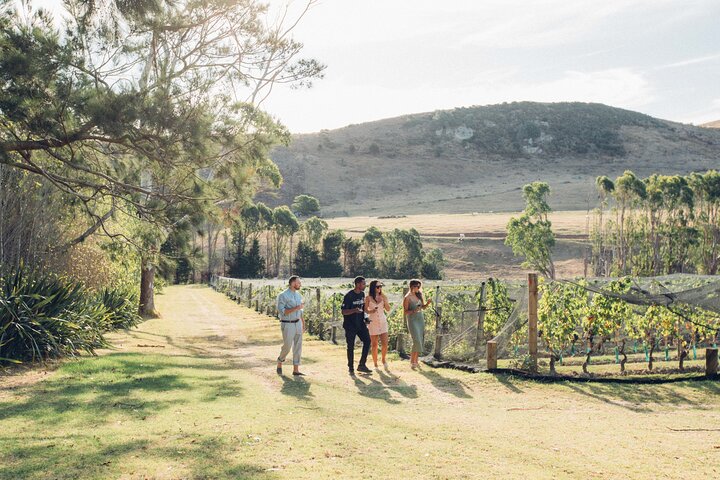 Auckland : Waiheke Island Scenic Tour 4 vingårder, lokale guider