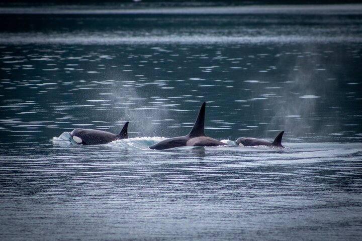 Crucero por el glaciar Prince William Sound 26