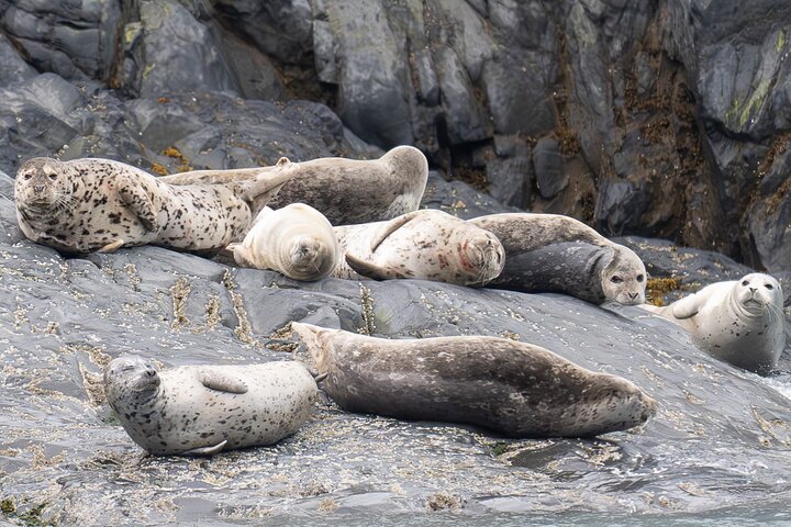 Crucero por el glaciar Prince William Sound 26