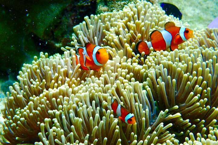Tour de 7 Ilhas Invisíveis em Koh Lipe por um barco longtail privado