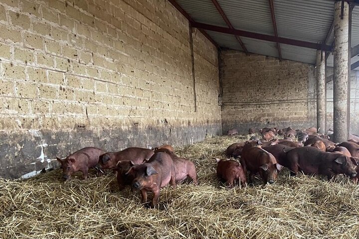 La Rioja Biosfera Azienda Suina Biologica e Degustazione di Prosciutto e Vino