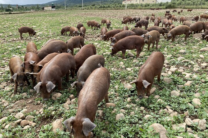 La Rioja Biosfera Azienda Suina Biologica e Degustazione di Prosciutto e Vino