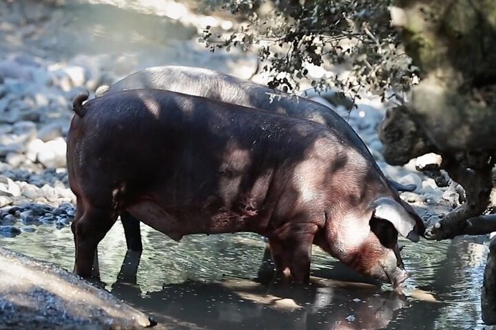 La Rioja Biosfera Azienda Suina Biologica e Degustazione di Prosciutto e Vino